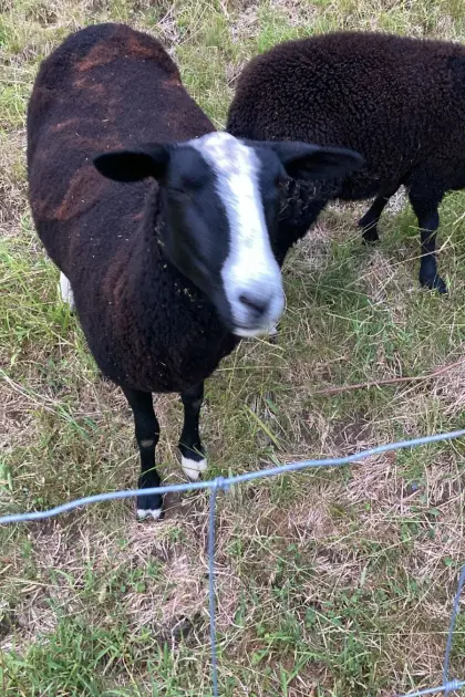Zwartblesschafe