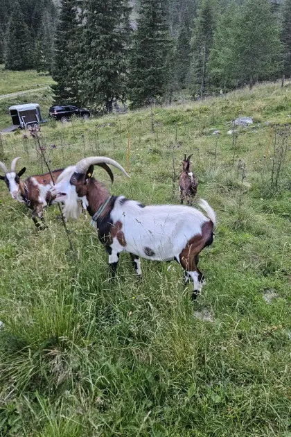 Tauernscheckenbock