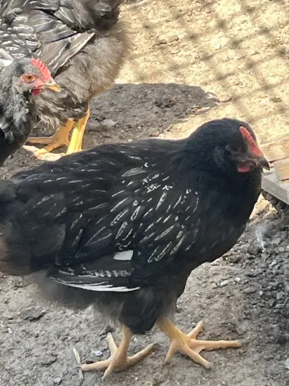 Barnevelder Junghähne