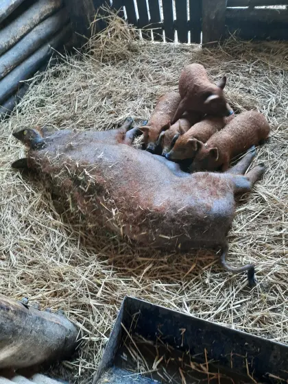 Mangalitza-Ferkel - ohne Chemikalien, ohne Medikamente