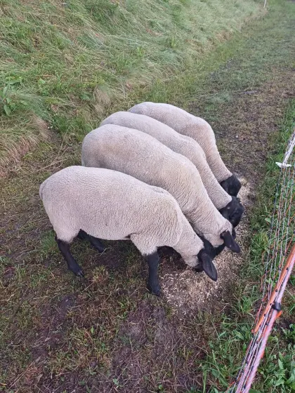 Suffolk Lämmer
