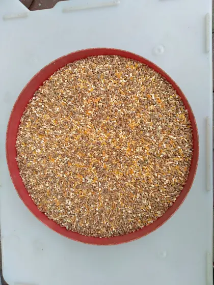 Hendlfutter gemischt, Futtermais, Futterweizen, Sonnenblumen