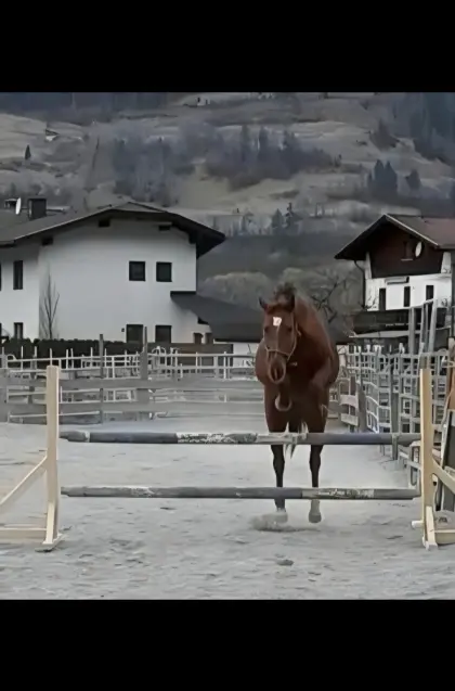 Brave Stute mit Potenzial für den Springsport