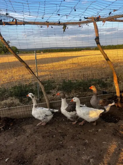 Verkaufe Gänse