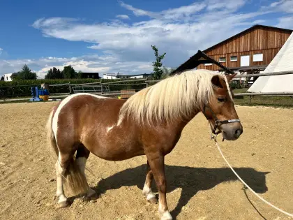 Mini-Shetland-Pony zu verkaufen