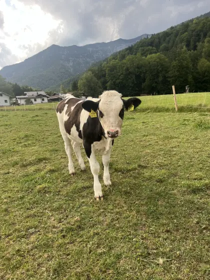 Fleckvieh/Belgier Kalb