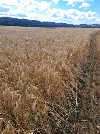 Umstellertriticale