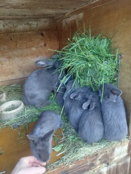 Blaue Wiener Kaninchen