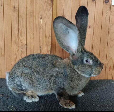 Riesenkaninchen