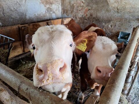 Stierkalb 6 Monate Fleck, 2 Stk.