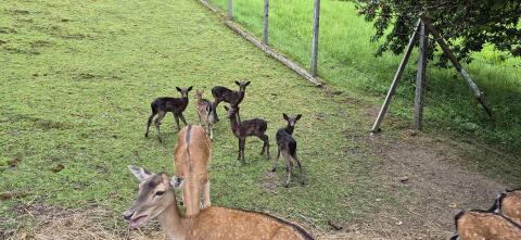 Damwild, 8 weibliche und 6 Jungtiere, wegen Auflösung Gehege