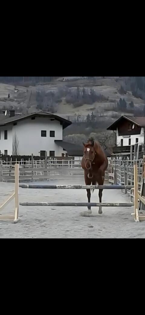 Brave Stute mit Potenzial für den Springsport