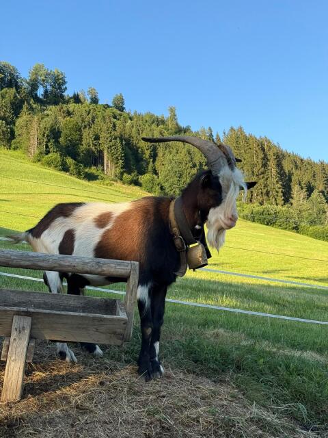 Tauernscheckenbock