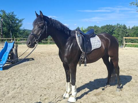 Vielseitige Reitponystute