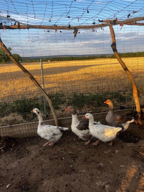 Verkaufe Gänse