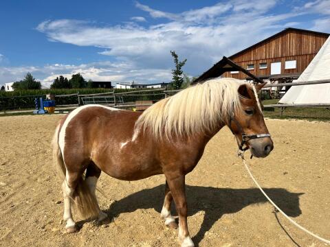 Mini-Shetland-Pony zu verkaufen