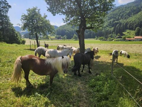 Verkaufe mehrere Ponys