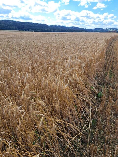 Umstellertriticale