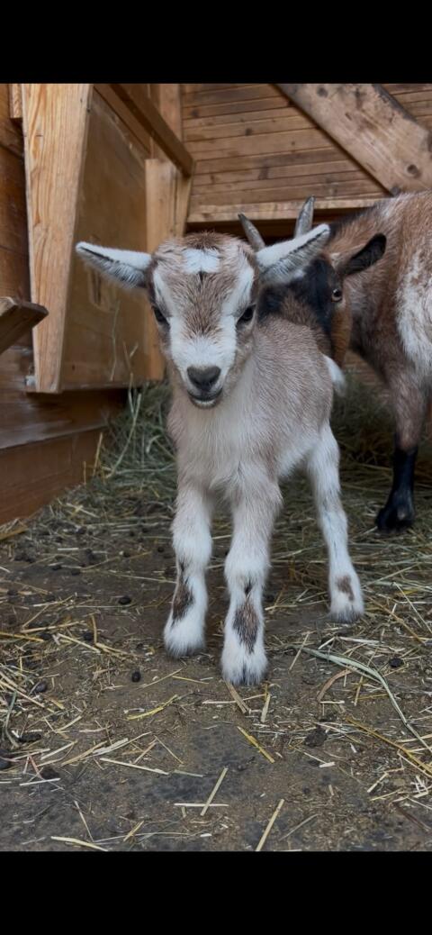 Mini-Zwergziegenbock