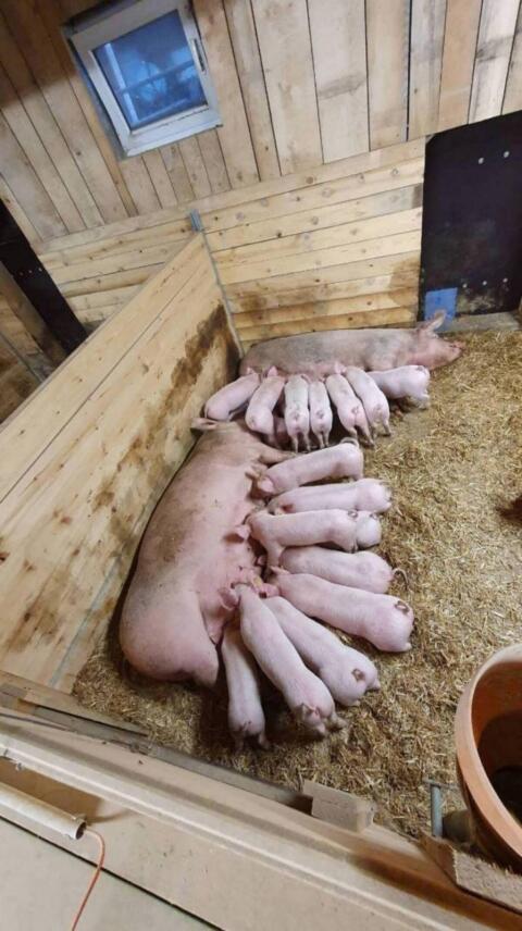 BIO-Ferkel