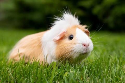 Meerschweinchen