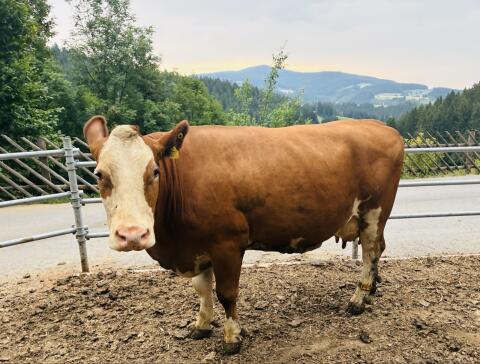 Bio-Milchkuh