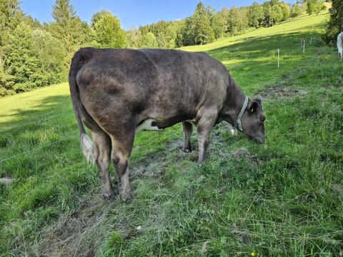 Trächtige Mutterkühe