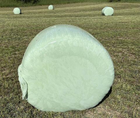 Silageballen Klee 1./2./3. 2026