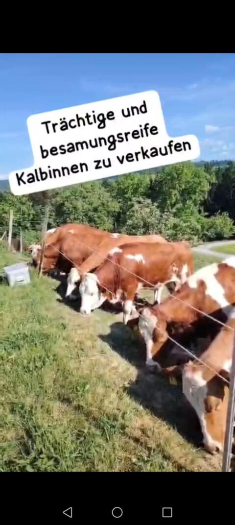 Trächtige und besamungsreife Zuchtkalbinnen