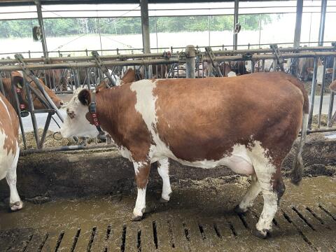 Kuh in Milch 28 l