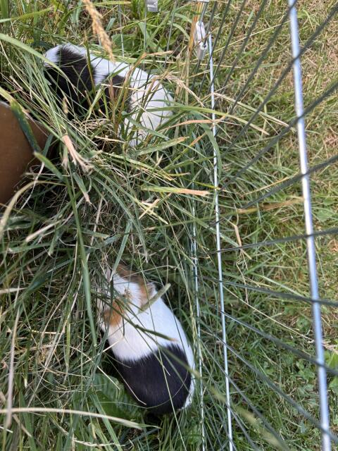 2 Meerschweinchen zu verkaufen