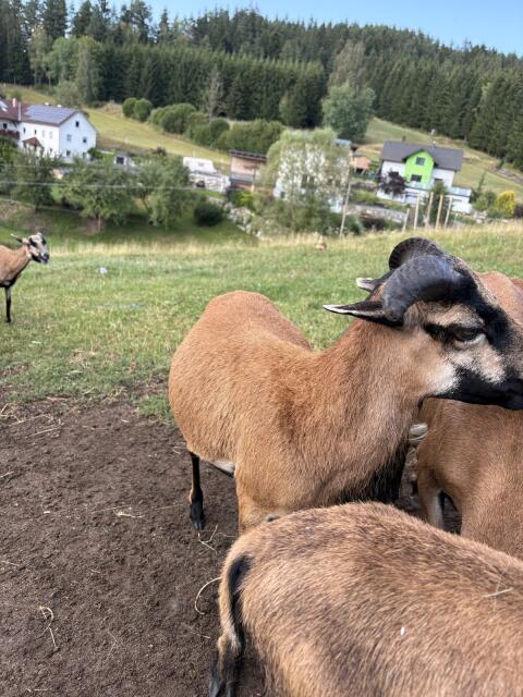 Kamerunschafe