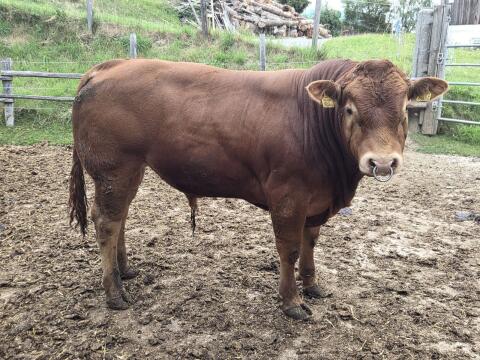 Limousin Jungstier