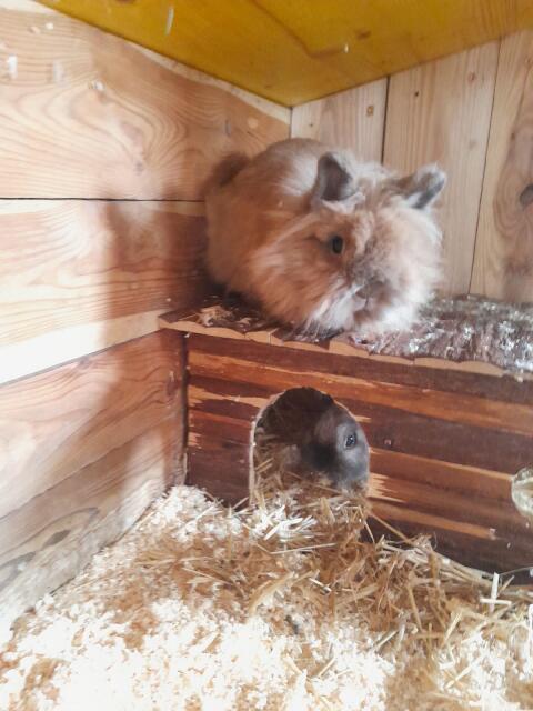 Zwergkaninchen