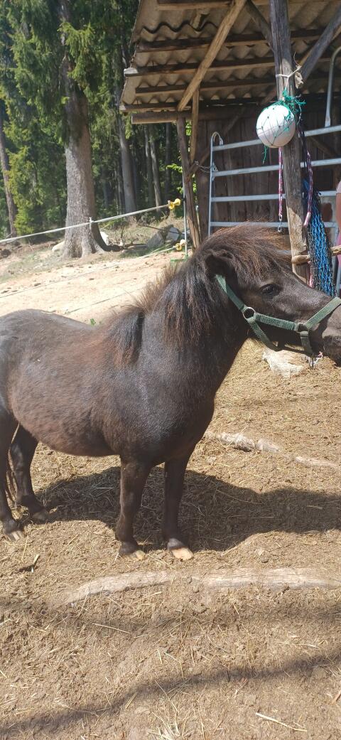 Mini-Shetty-Hengst