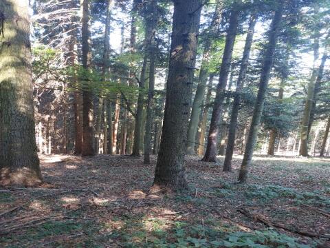Wald