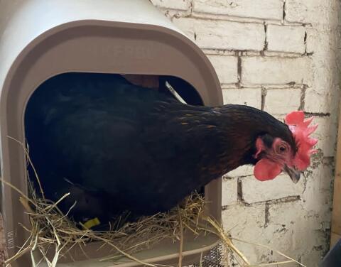 Marans Stamm zu verkaufen