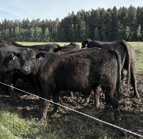 BIO-Angusbullen zu verkaufen