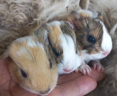 Meerschweinchen