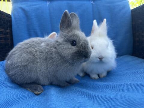 Kaninchen