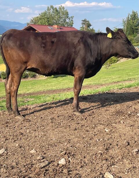 Wagyu-Kalbin