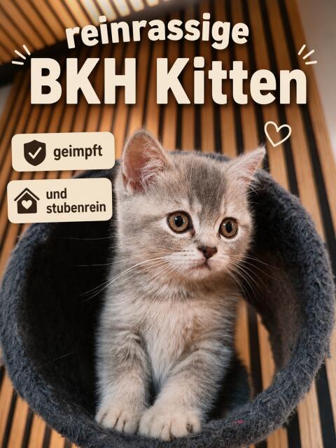 BKH-Kitten