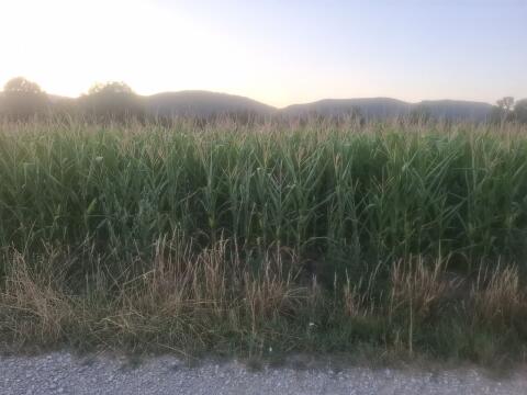 Mais ab Feld