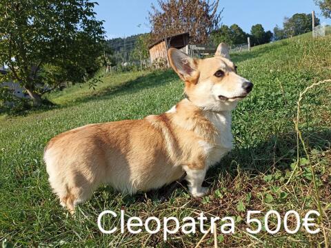 Welsh Corgi Pembroke Hündin 1