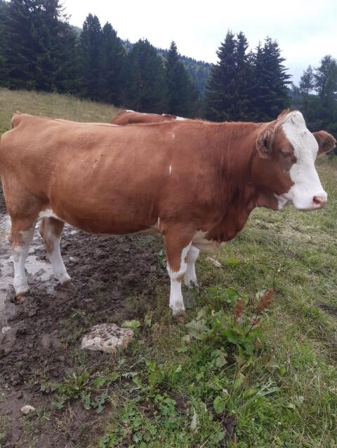 Trächtige Bio-FV-Kalbin