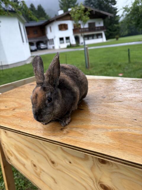 Mini Rex Hasen, Weibchen