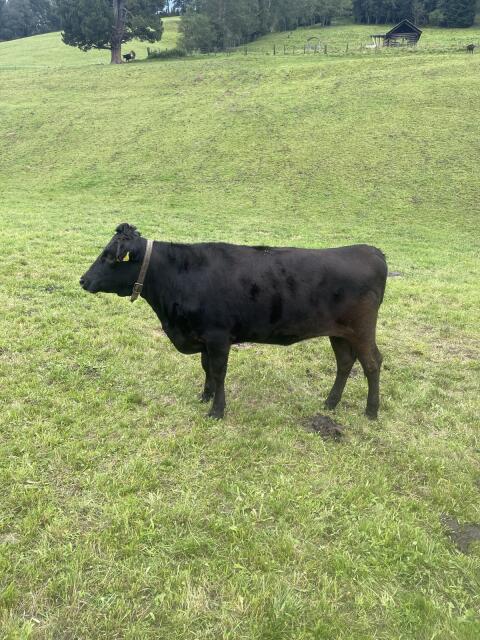 Wagyu