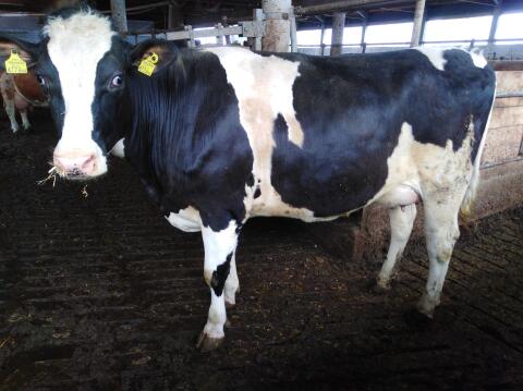 Holstein-Zuchtkälber