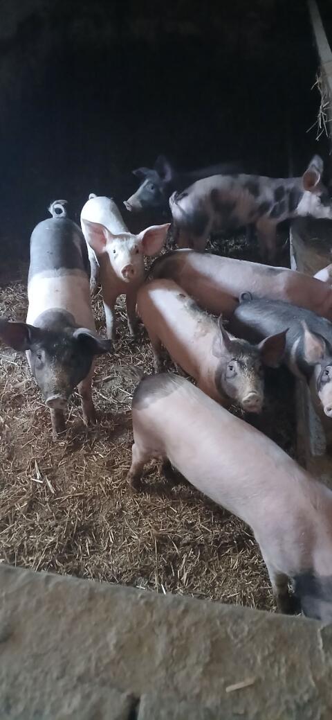 Ferkel