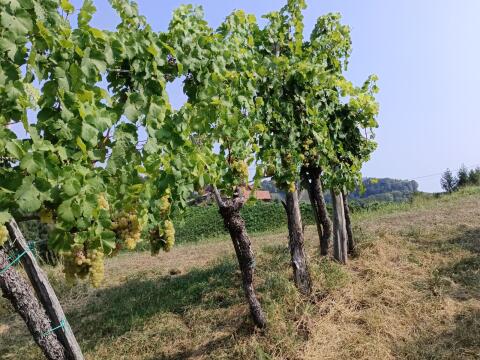 Wein für Mischung, Landwein
